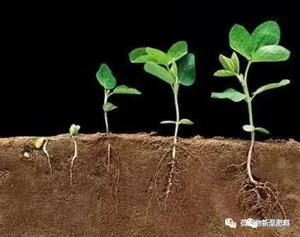 生物肥料常用菌種及其功能解析