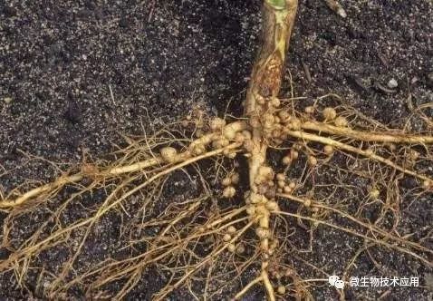 生物肥料常用菌種及其功能綜述