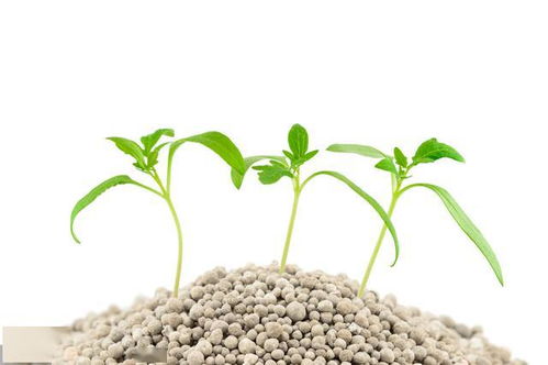 農資小科普 聊聊化肥那點事——生物菌種的奇妙世界