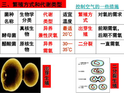 高中生物選修一課件·生物菌種詳解