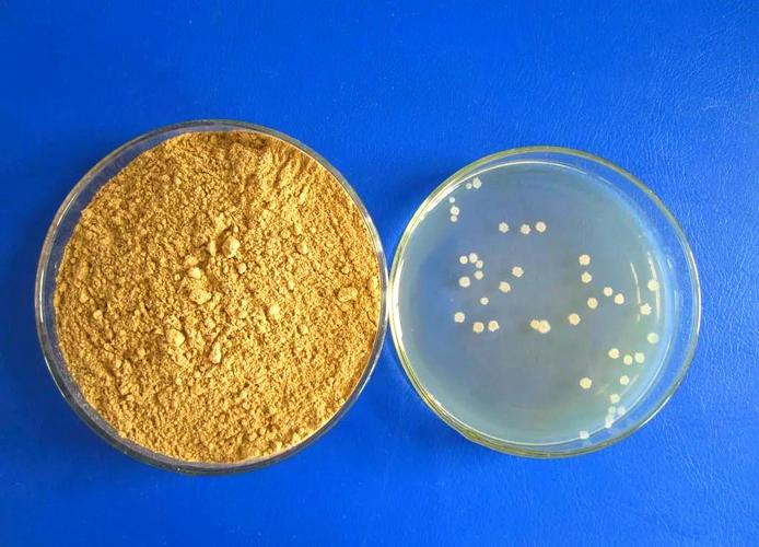 枯草芽孢桿菌 一種多重功效的生物菌肥優勢菌種