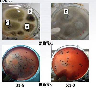 張鐵鷹 固態生物發酵研究進展與未來發展趨勢——以生物菌種為核心的突破與展望