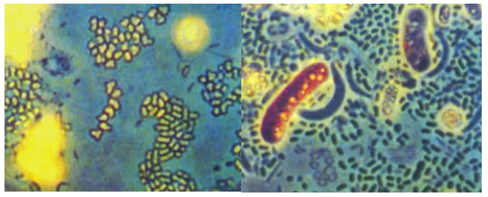【專業科普】生物法處理技術篇——VOCs和惡臭廢氣污染控制裝備產品應用（四）生物菌種